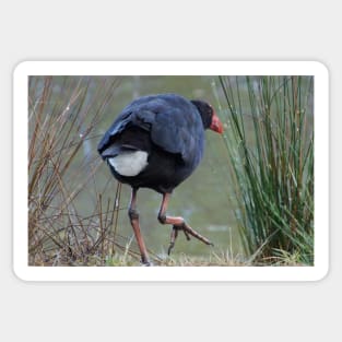 Moorhen - photography by Avril Thomas Sticker